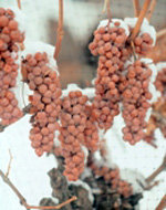 Canadá presenta sus mejores vinos y sidras de hielo en Vinoble