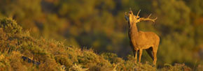 Un ciervo en el parque natural de los Alcornocales  (Foto: Juan Tébar)