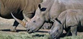 Rinocerontes pastando


